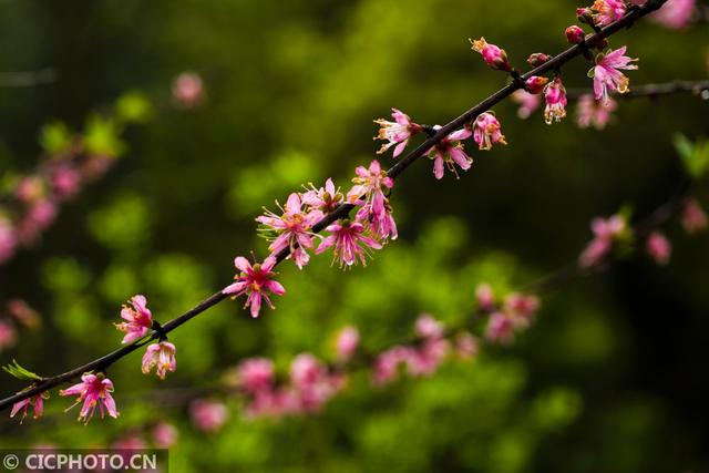 湖南常宁：春雨润桃花