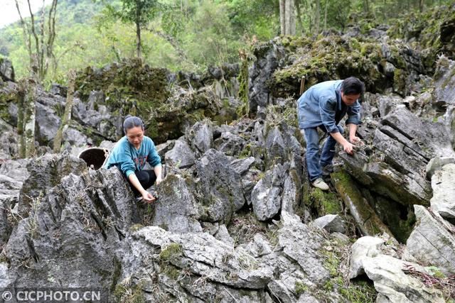 广西来宾：石头缝里种“黄金”脱贫致富领路人