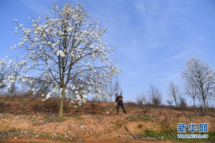 [最美林业故事]荒山变青山　植树父子档