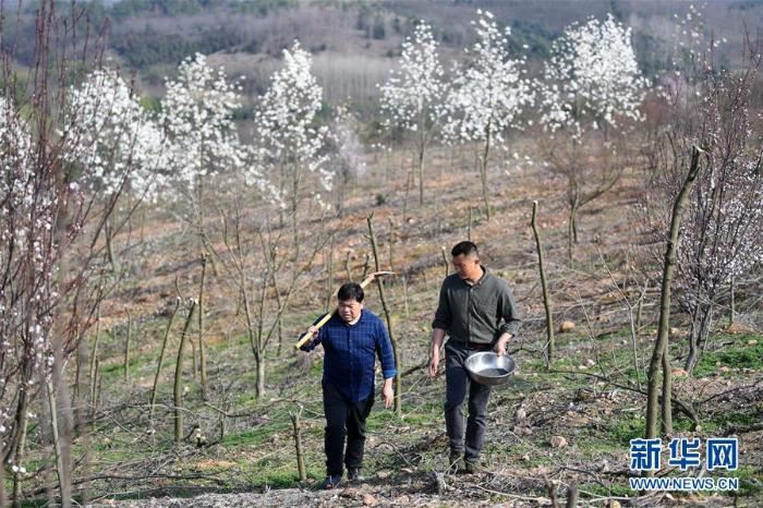 [最美林业故事]荒山变青山　植树父子档