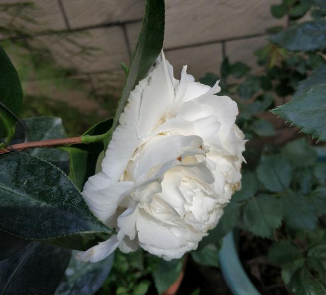 茶花在花期除了不能浇大水淋雨，还要注意一个关键点，花期更长