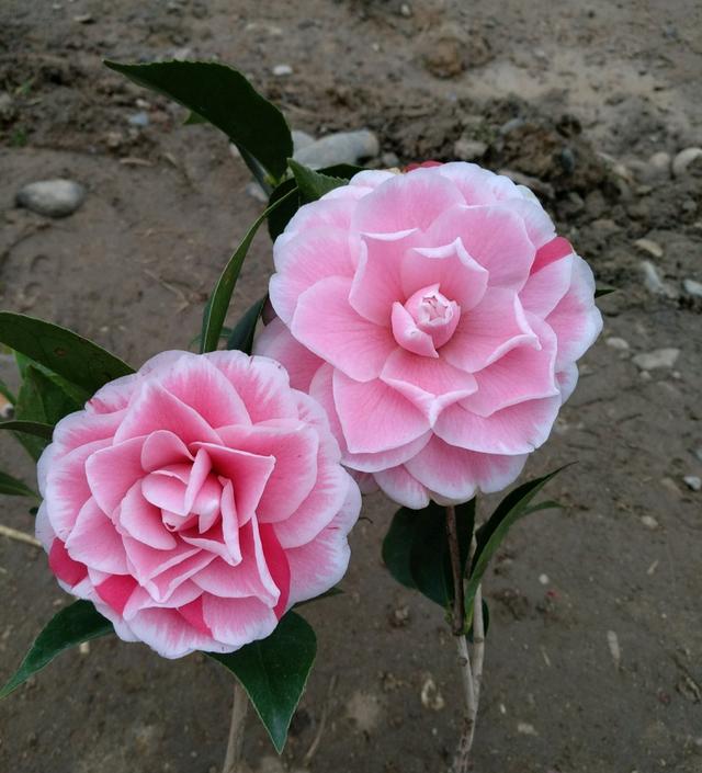 茶花在花期除了不能浇大水淋雨，还要注意一个关键点，花期更长