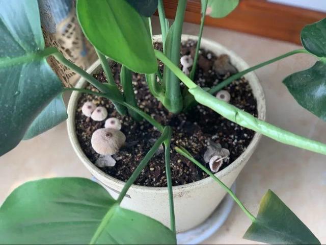 这个品种的酢浆草，发现了就得拔光，要不花都死翘翘