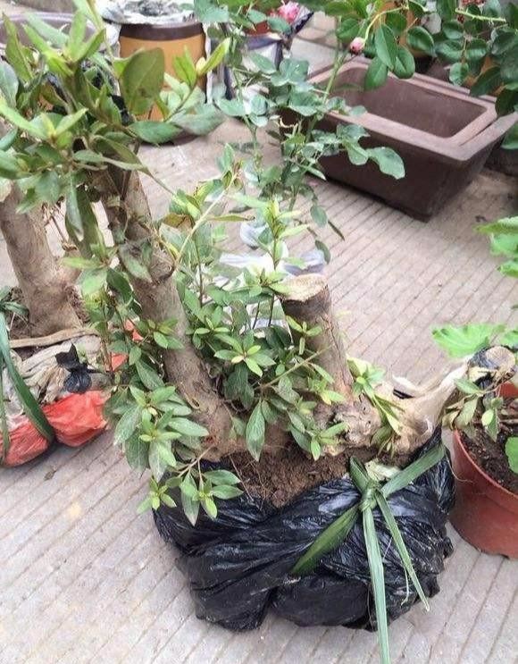 栽种后的映山红应根据什么施肥?施肥早与晚有什么益处和坏处? 栽种后的映山红应根据什么施肥?施肥早与晚有什么益处和坏处?