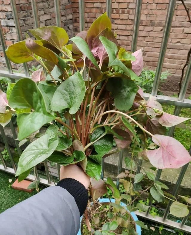 这个品种的酢浆草，发现了就得拔光，要不花都死翘翘