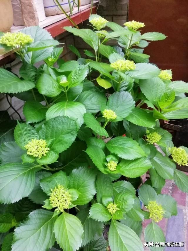 新手小白要想绣球开爆花，做好这几点，花大色艳花期长