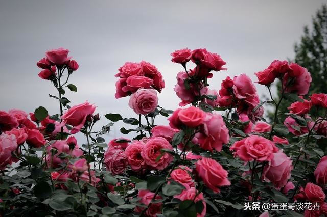 春天到了，月季爆花有妙招，3个方法花期延续整个春季和夏季