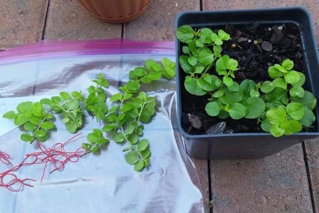 几种特别低矮的铺地植物，养石板路旁边最是适合