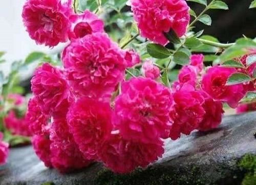 一种藤本植物长得快，开花是火红色，满树花令人惊艳名叫红木香