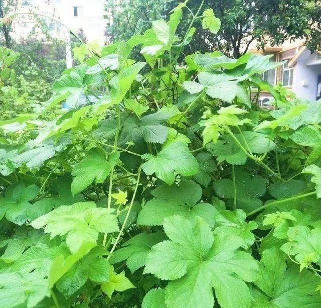 这个品种的酢浆草，发现了就得拔光，要不花都死翘翘
