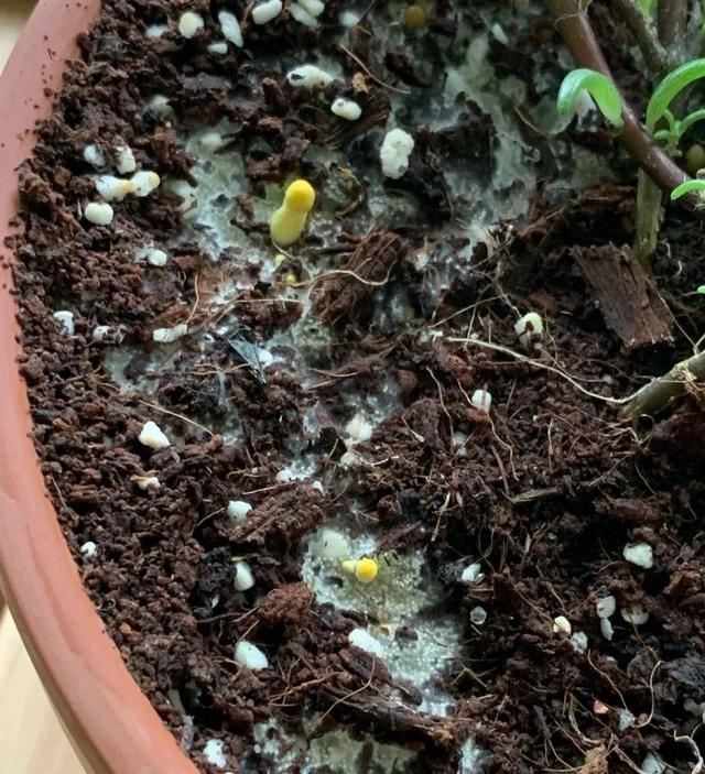 这个品种的酢浆草，发现了就得拔光，要不花都死翘翘