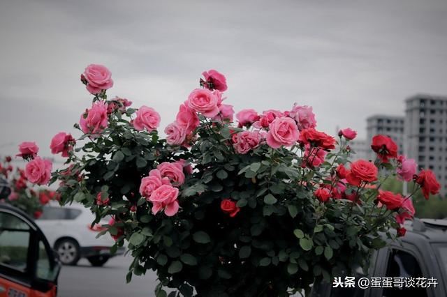 春天到了，月季爆花有妙招，3个方法花期延续整个春季和夏季