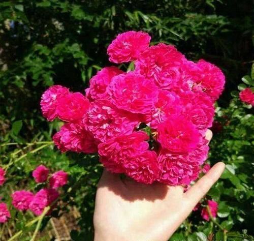 一种藤本植物长得快，开花是火红色，满树花令人惊艳名叫红木香