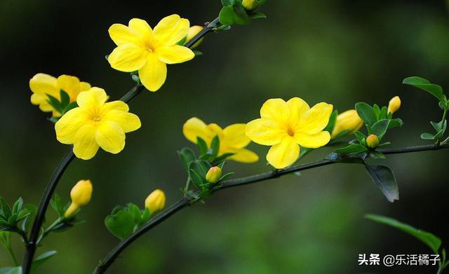 立春赏花季节,迎春花小黄花盛开灿烂,花开后摘心修剪是关键 立春赏花季节,迎春花小黄花盛开灿烂,花开后摘心修剪是关键