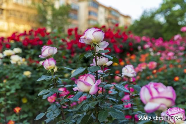 春天到了，月季爆花有妙招，3个方法花期延续整个春季和夏季