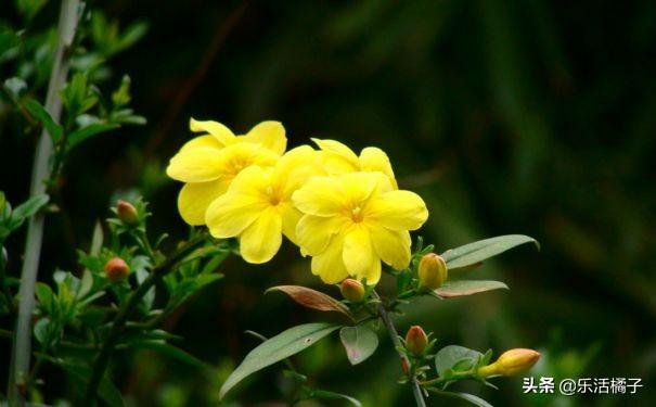 立春赏花季节,迎春花小黄花盛开灿烂,花开后摘心修剪是关键 立春赏花季节,迎春花小黄花盛开灿烂,花开后摘心修剪是关键