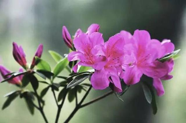 本能开到春天的映山红，现在开始掉叶掉花苞，教你几招挽回颓势