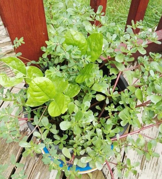 这个品种的酢浆草，发现了就得拔光，要不花都死翘翘