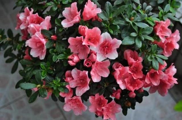 本能开到春天的映山红，现在开始掉叶掉花苞，教你几招挽回颓势