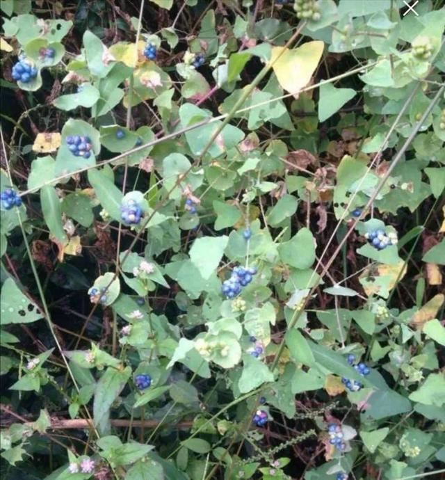 这个品种的酢浆草，发现了就得拔光，要不花都死翘翘