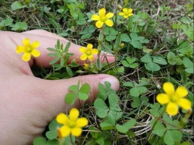 这个品种的酢浆草，发现了就得拔光，要不花都死翘翘