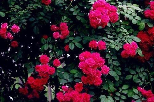 一种藤本植物长得快，开花是火红色，满树花令人惊艳名叫红木香