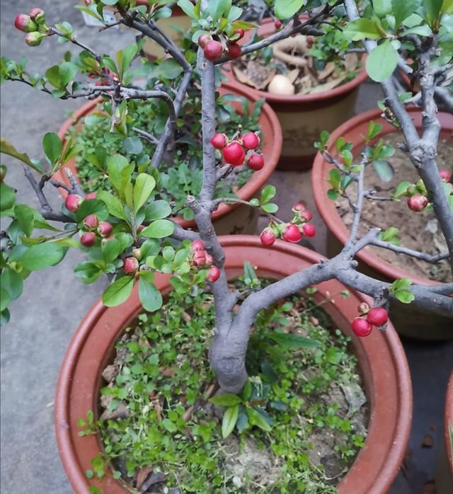 西府海棠养成盆景，春天满树繁花，秋天挂满喜庆“小红果”