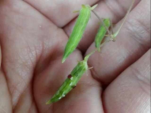 这个品种的酢浆草，发现了就得拔光，要不花都死翘翘