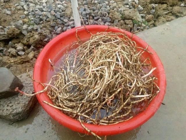 这个品种的酢浆草，发现了就得拔光，要不花都死翘翘