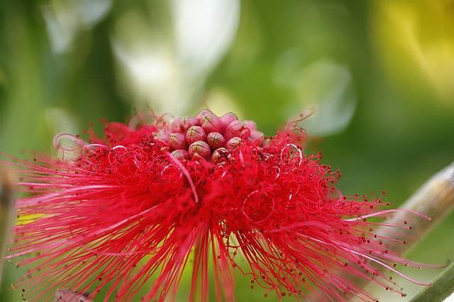 养花离不开三要素,花色饱和花量大,自己就是养花大师 养花离不开三要素,花色饱和花量大,自己就是养花大师