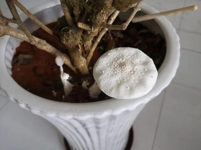 这个品种的酢浆草，发现了就得拔光，要不花都死翘翘