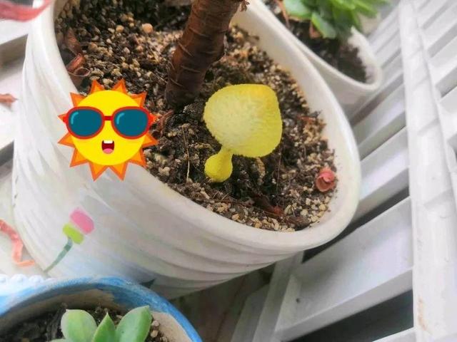 这个品种的酢浆草，发现了就得拔光，要不花都死翘翘