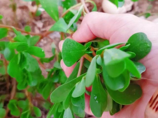 这个品种的酢浆草，发现了就得拔光，要不花都死翘翘
