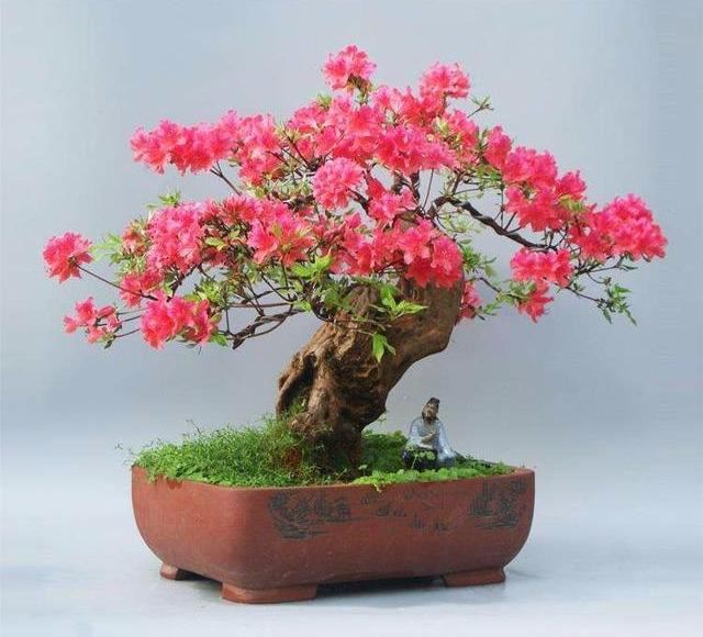 栽种后的映山红应根据什么施肥?施肥早与晚有什么益处和坏处? 栽种后的映山红应根据什么施肥?施肥早与晚有什么益处和坏处?