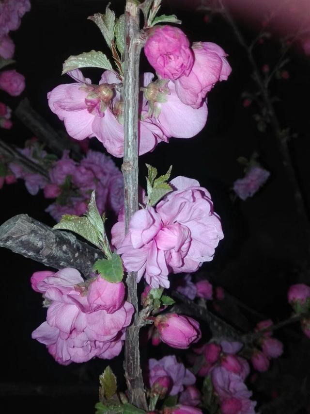 榆叶梅又叫小桃红，早春开花似云霞，搞定这8点，扦插养护很简单