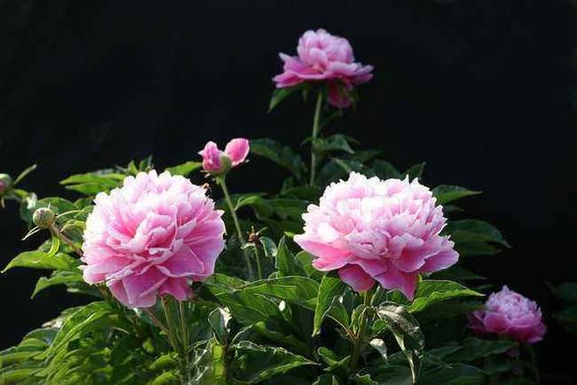 养花离不开三要素,花色饱和花量大,自己就是养花大师 养花离不开三要素,花色饱和花量大,自己就是养花大师