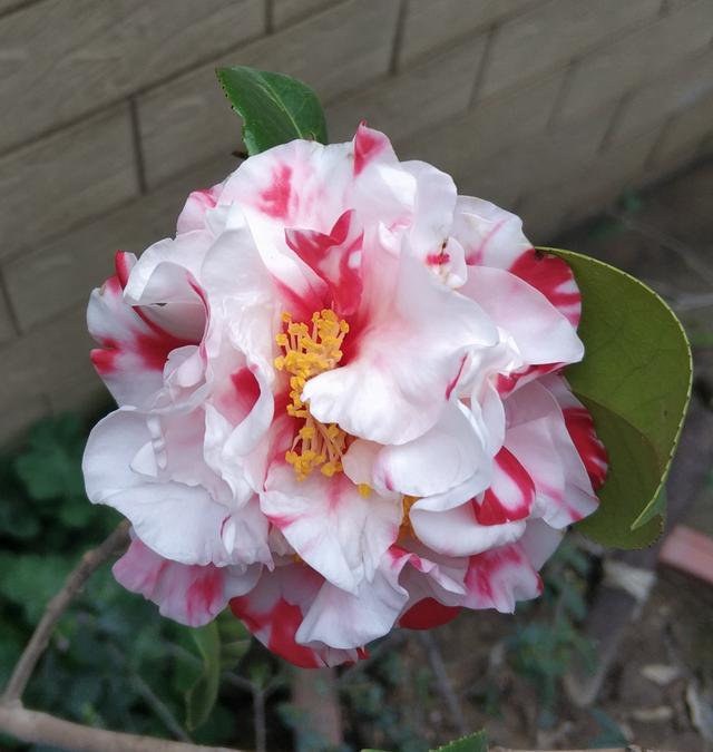 茶花在花期除了不能浇大水淋雨，还要注意一个关键点，花期更长