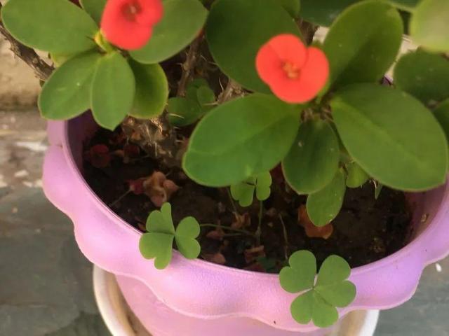 这个品种的酢浆草，发现了就得拔光，要不花都死翘翘