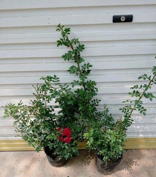 一种藤本植物长得快，开花是火红色，满树花令人惊艳名叫红木香