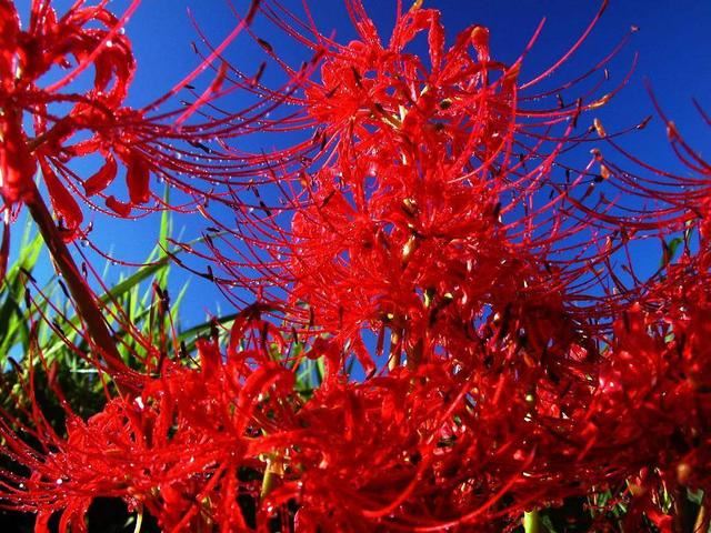 养花离不开三要素,花色饱和花量大,自己就是养花大师 养花离不开三要素,花色饱和花量大,自己就是养花大师