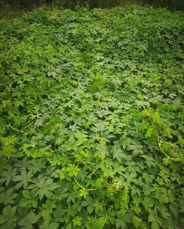 这个品种的酢浆草，发现了就得拔光，要不花都死翘翘