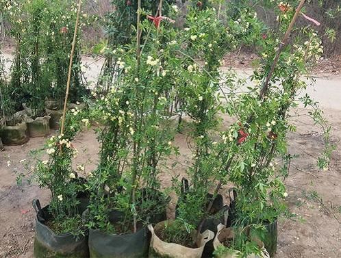 一种藤本植物长得快，开花是火红色，满树花令人惊艳名叫红木香