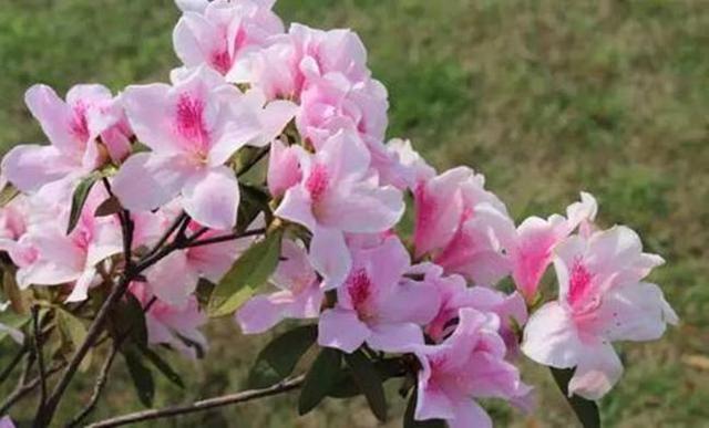 本能开到春天的映山红，现在开始掉叶掉花苞，教你几招挽回颓势