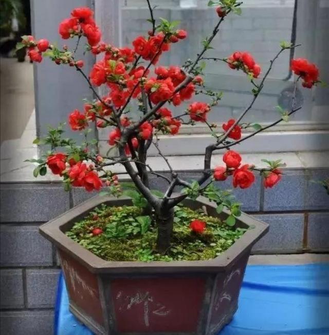 西府海棠养成盆景，春天满树繁花，秋天挂满喜庆“小红果”
