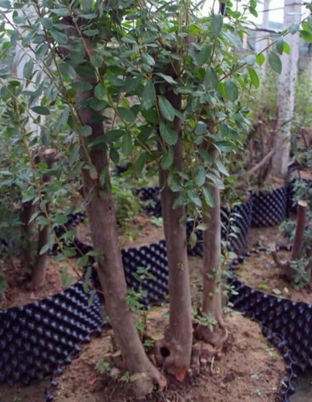 栽种后的映山红应根据什么施肥?施肥早与晚有什么益处和坏处? 栽种后的映山红应根据什么施肥?施肥早与晚有什么益处和坏处?