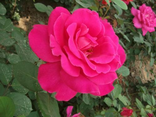 养花离不开三要素,花色饱和花量大,自己就是养花大师 养花离不开三要素,花色饱和花量大,自己就是养花大师