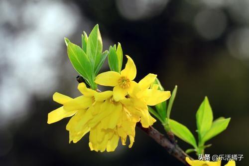 立春赏花季节,迎春花小黄花盛开灿烂,花开后摘心修剪是关键 立春赏花季节,迎春花小黄花盛开灿烂,花开后摘心修剪是关键