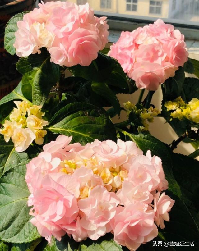 新手小白要想绣球开爆花，做好这几点，花大色艳花期长