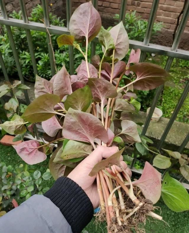 这个品种的酢浆草，发现了就得拔光，要不花都死翘翘