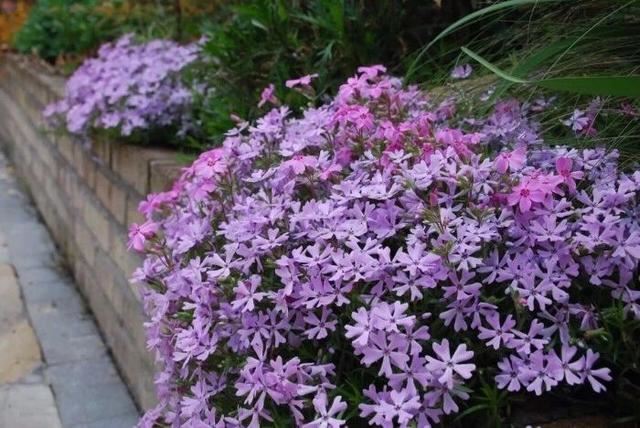 几种特别低矮的铺地植物，养石板路旁边最是适合